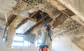  Manchester, MD Mold Removal Pros